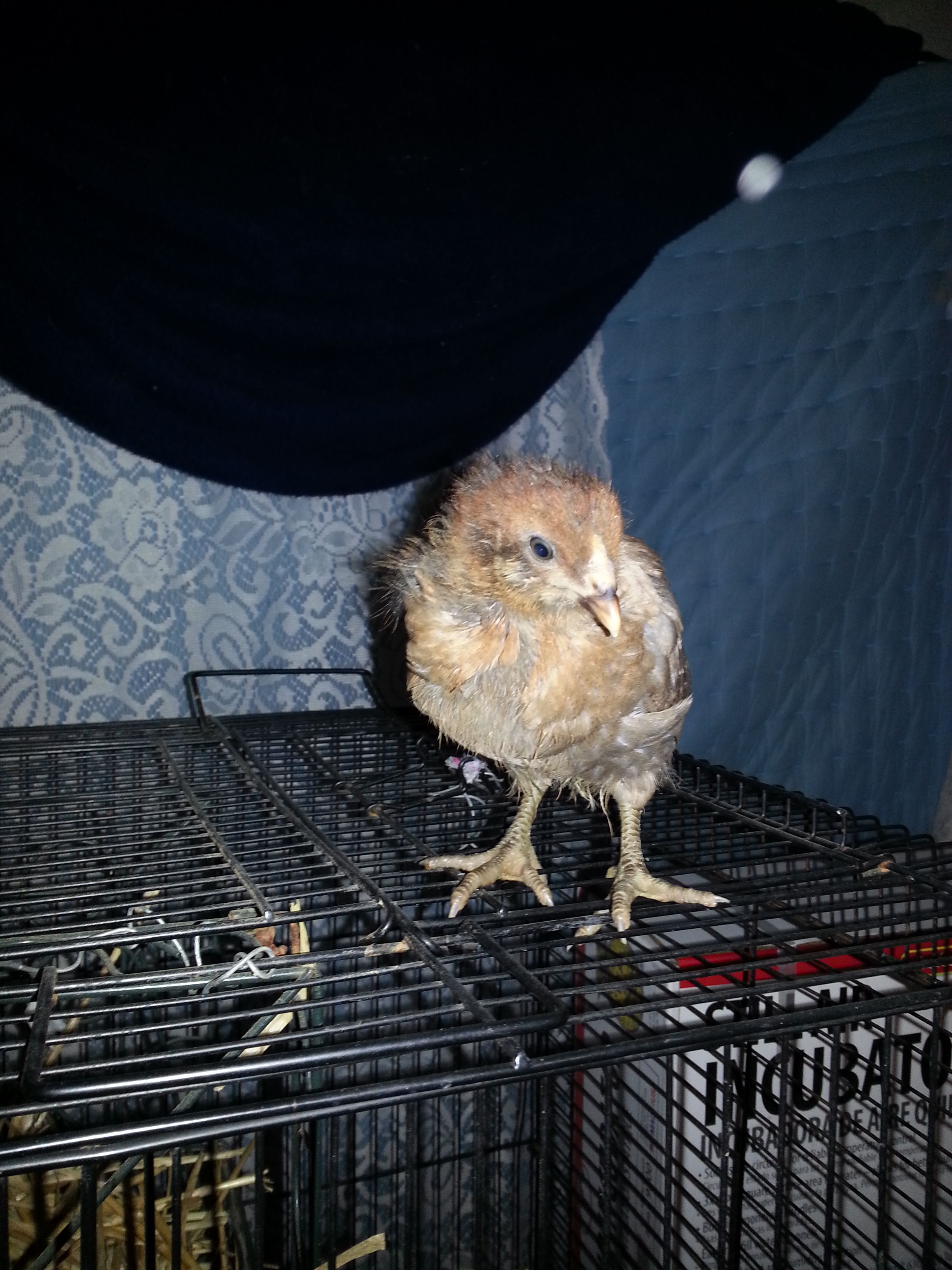 chick#4