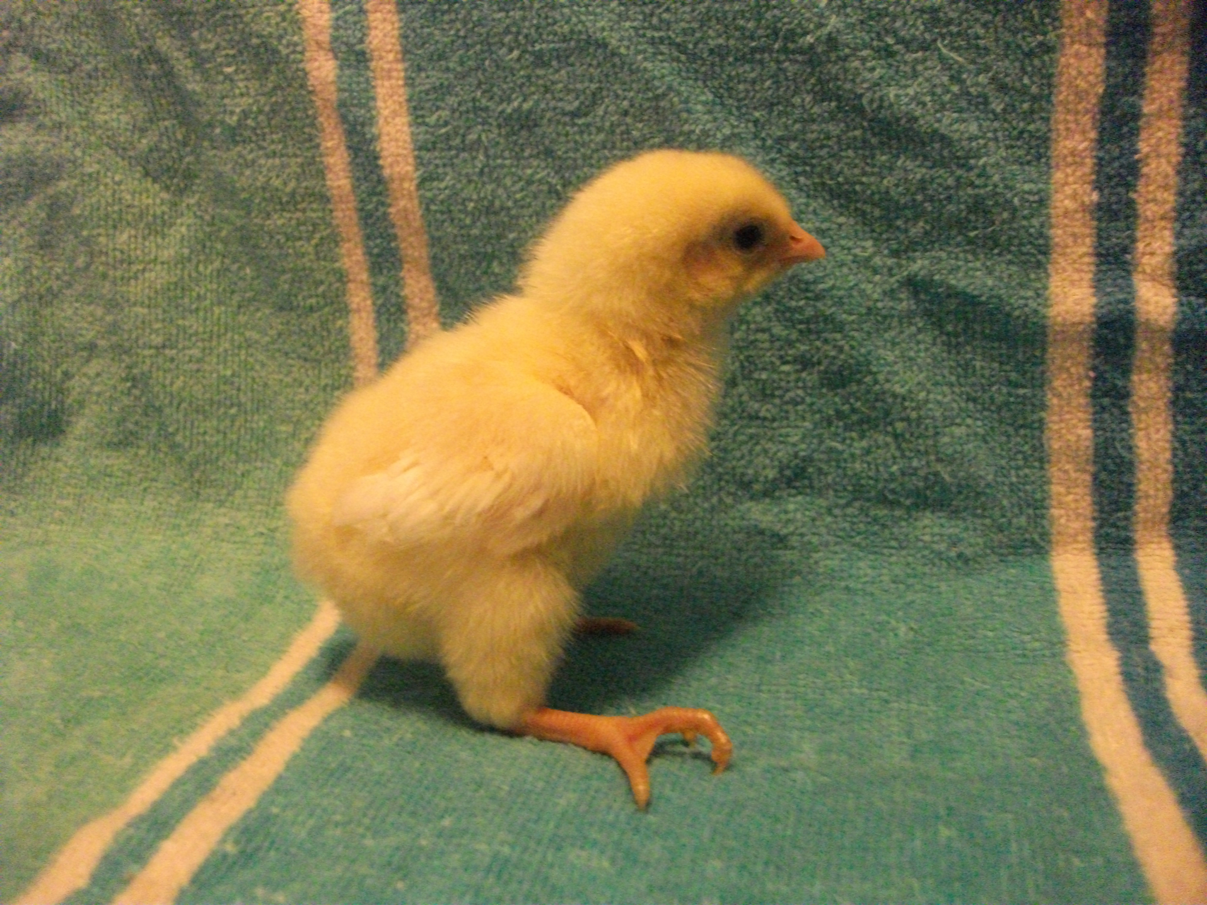Chick 4