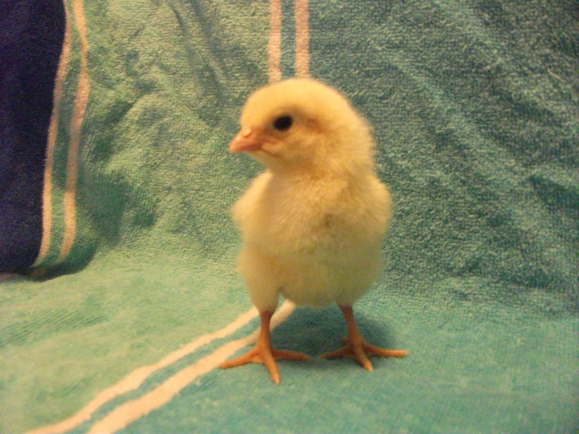Chick 4