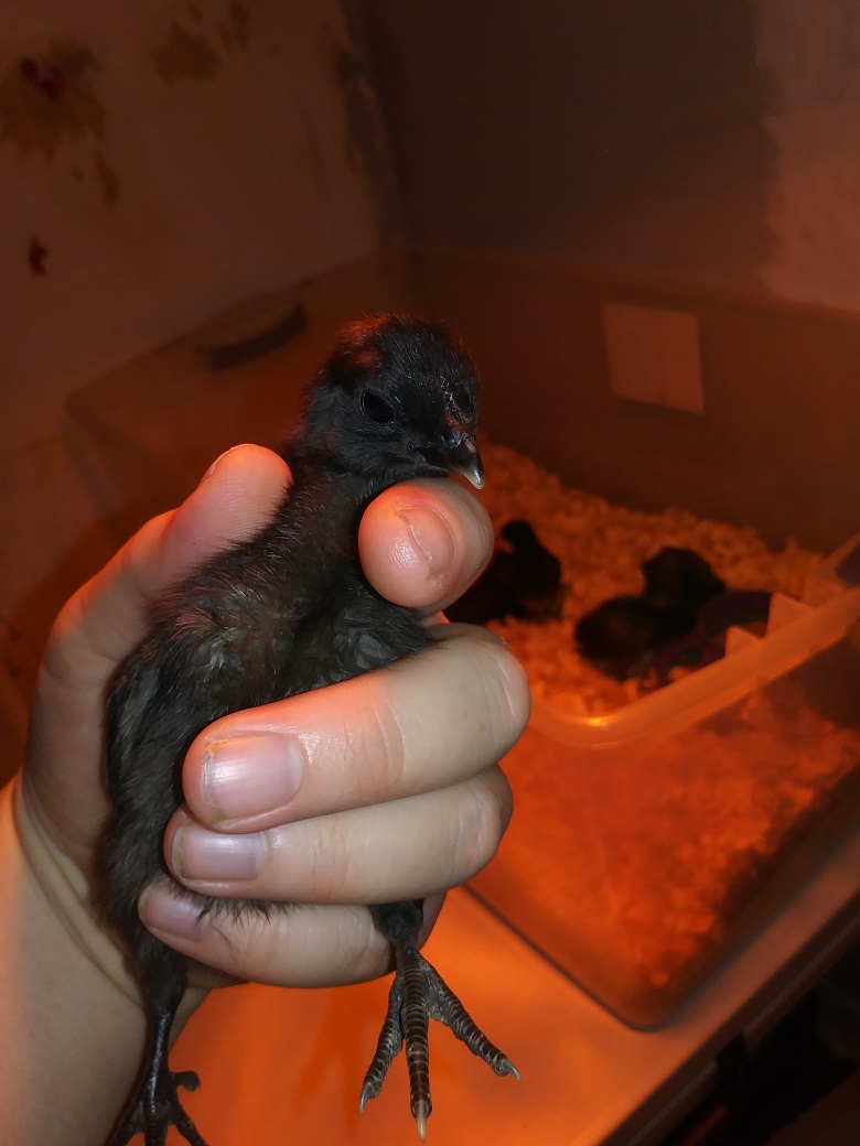 Chick #4
