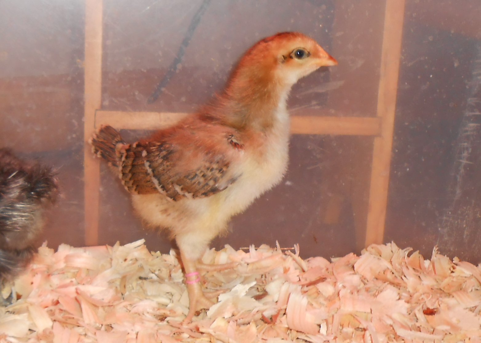 Chick #5 @ almost 2 weeks