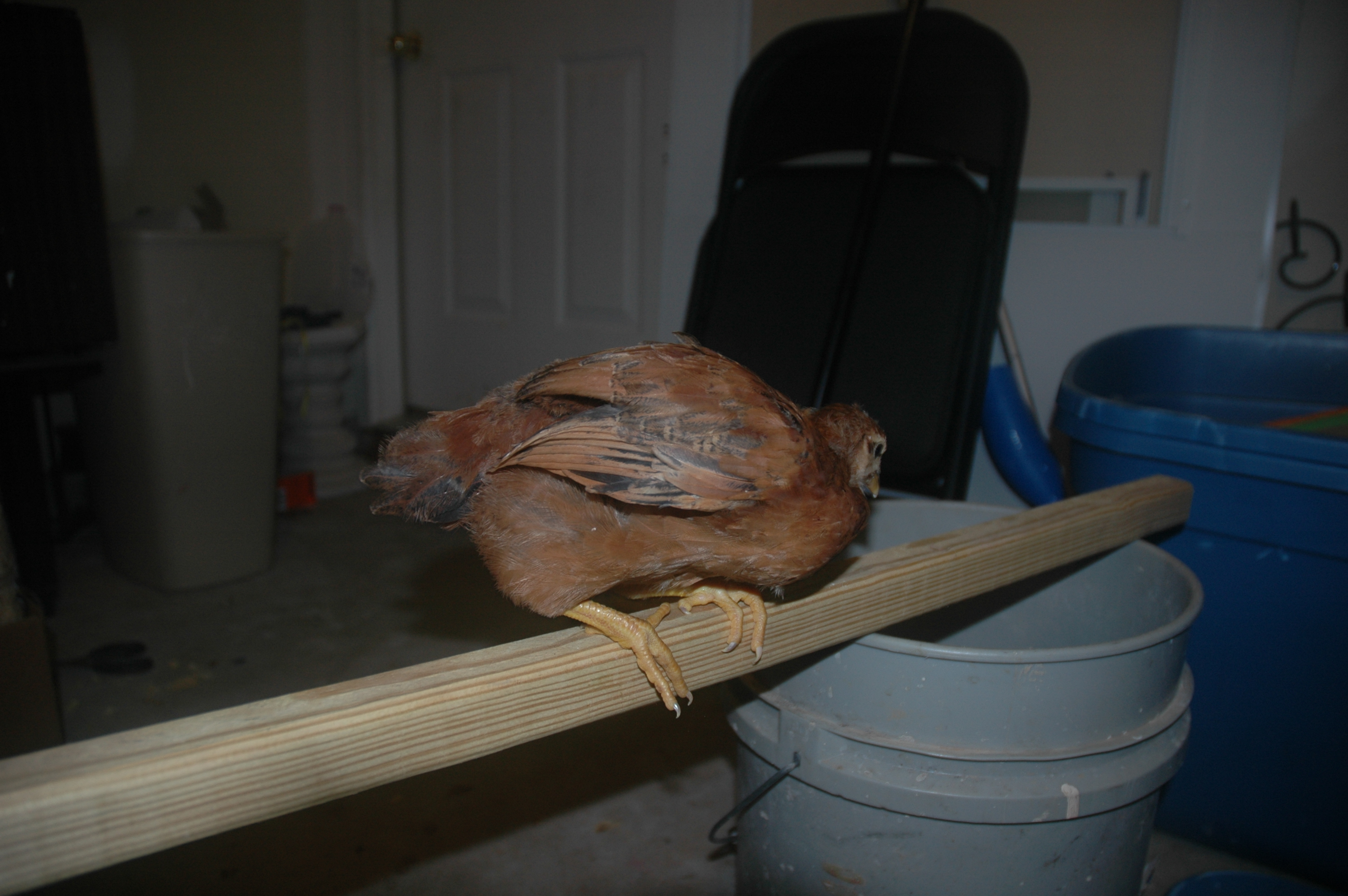 Chick 5: Bad picture