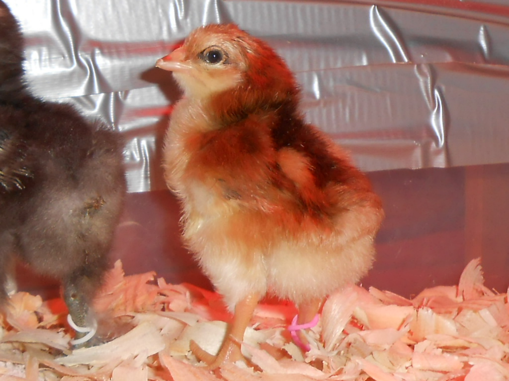 Chick #5 @ day 2