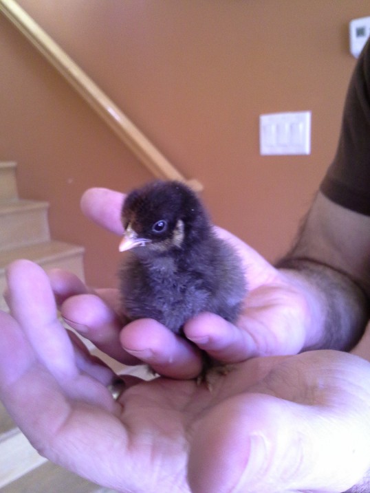 Chick 5 - feathered legs