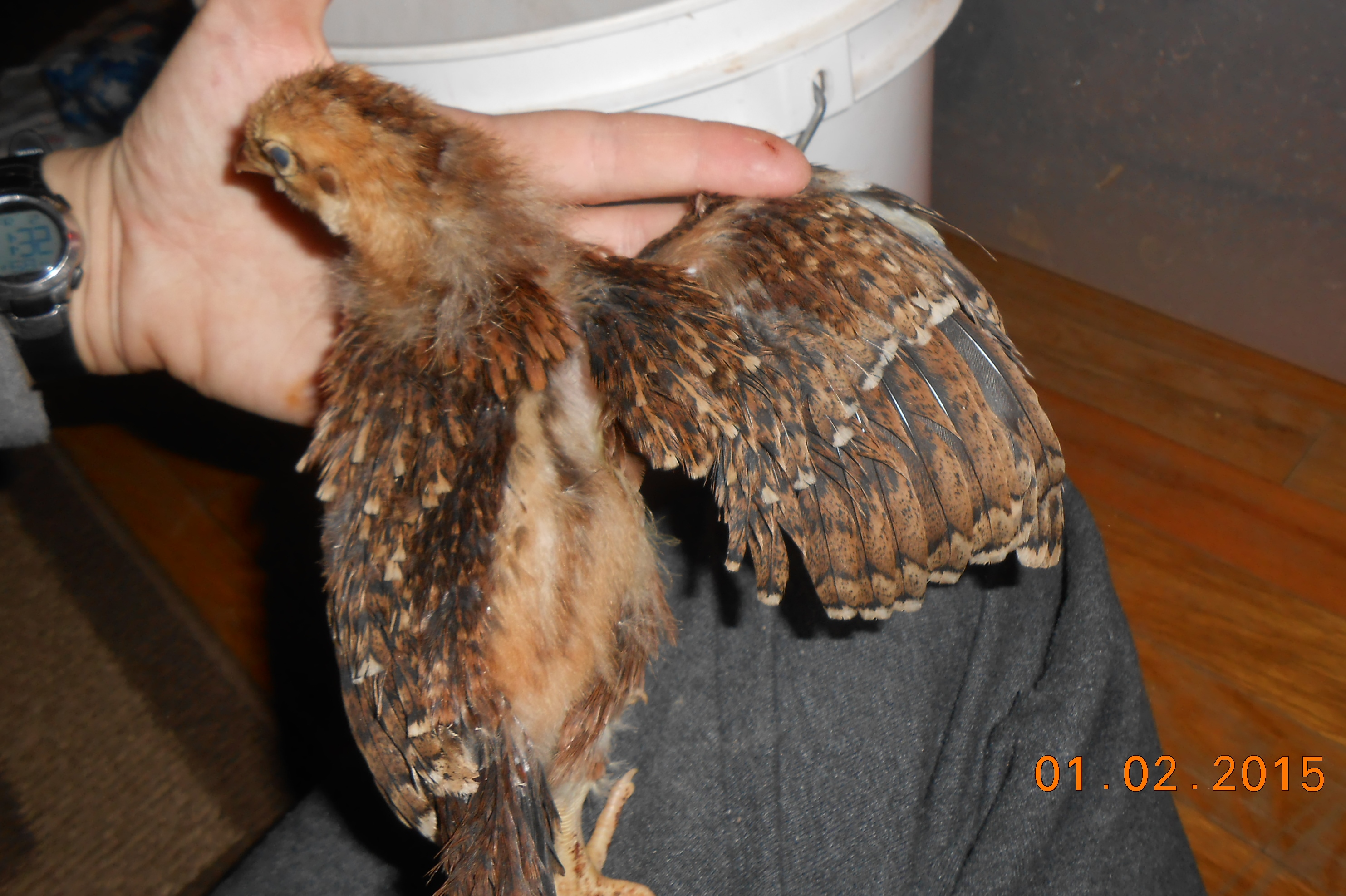 Chick #5 (girl) wing feathering @ 3 weeks