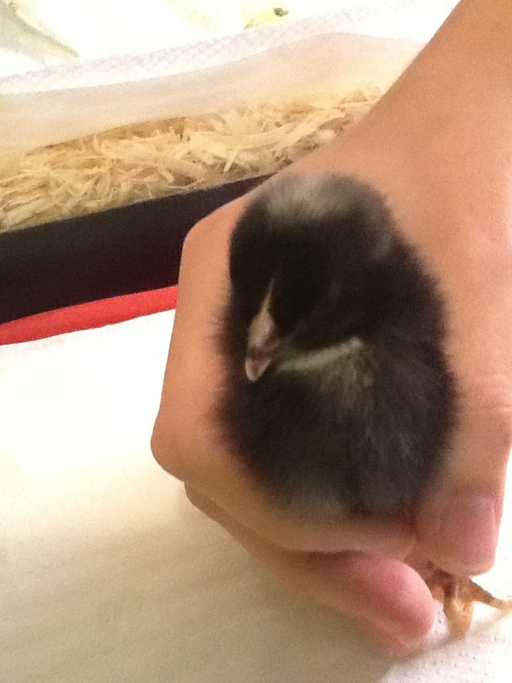 Chick 5