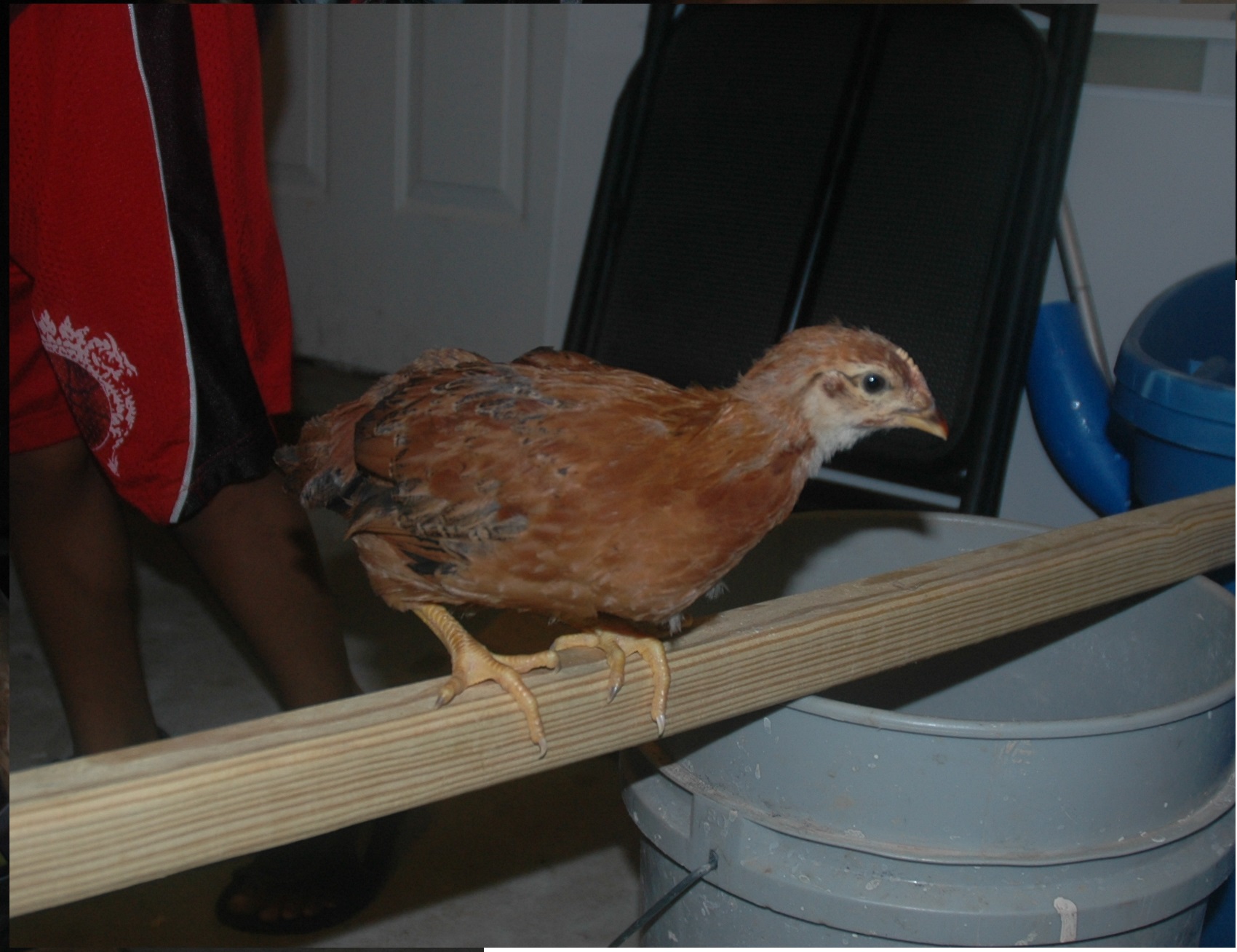 Chick 5