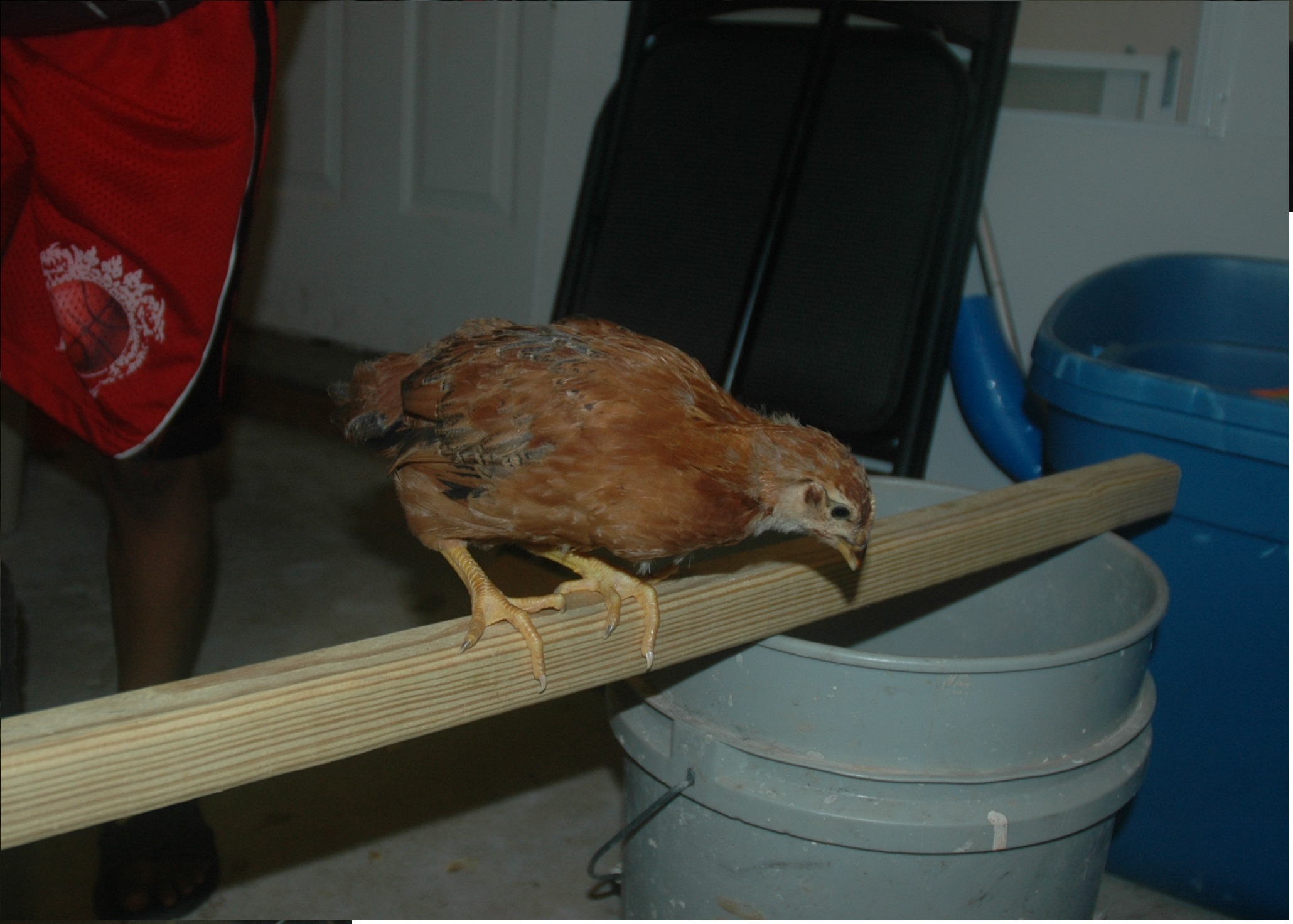 Chick 5