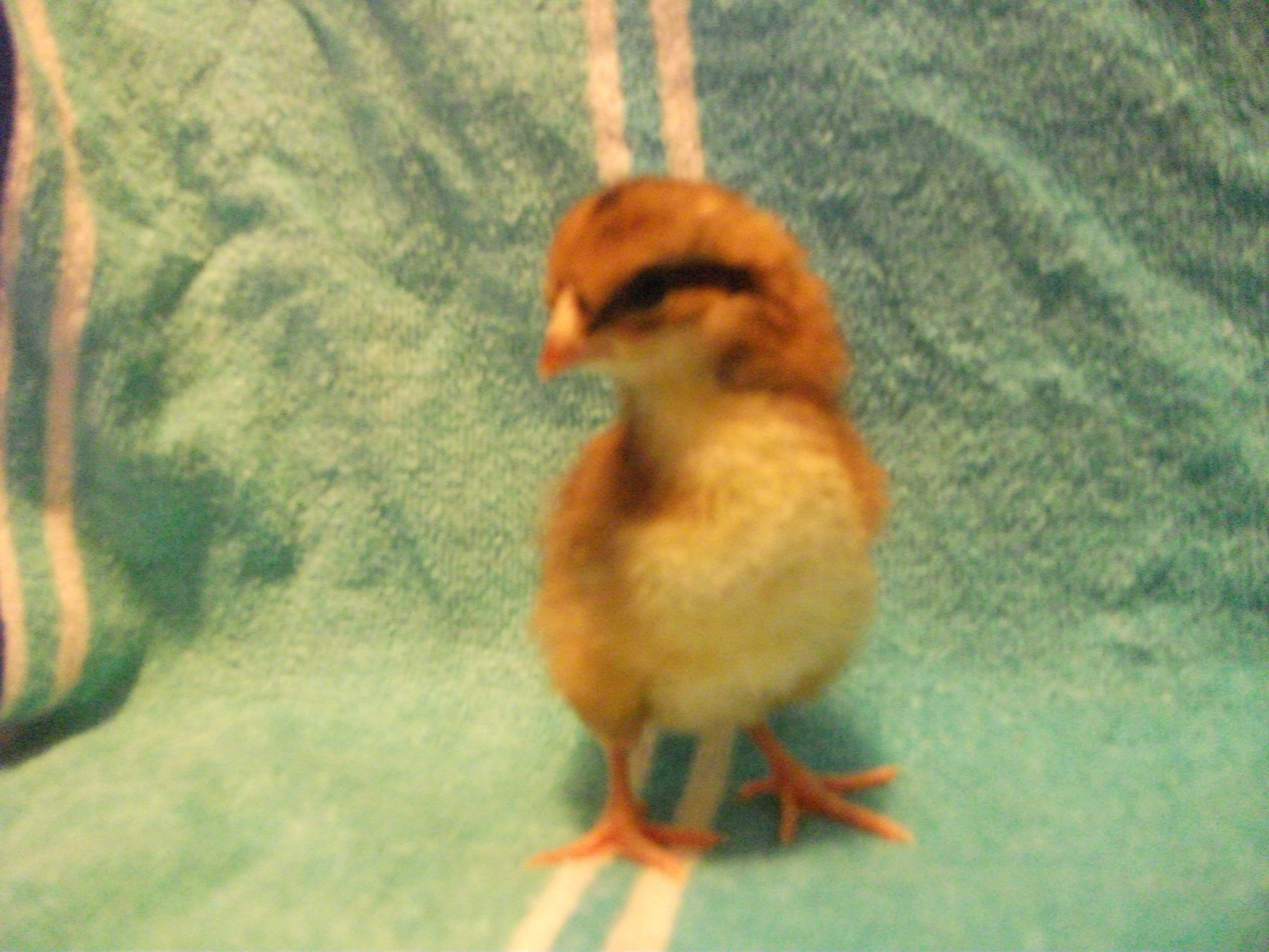 Chick 5