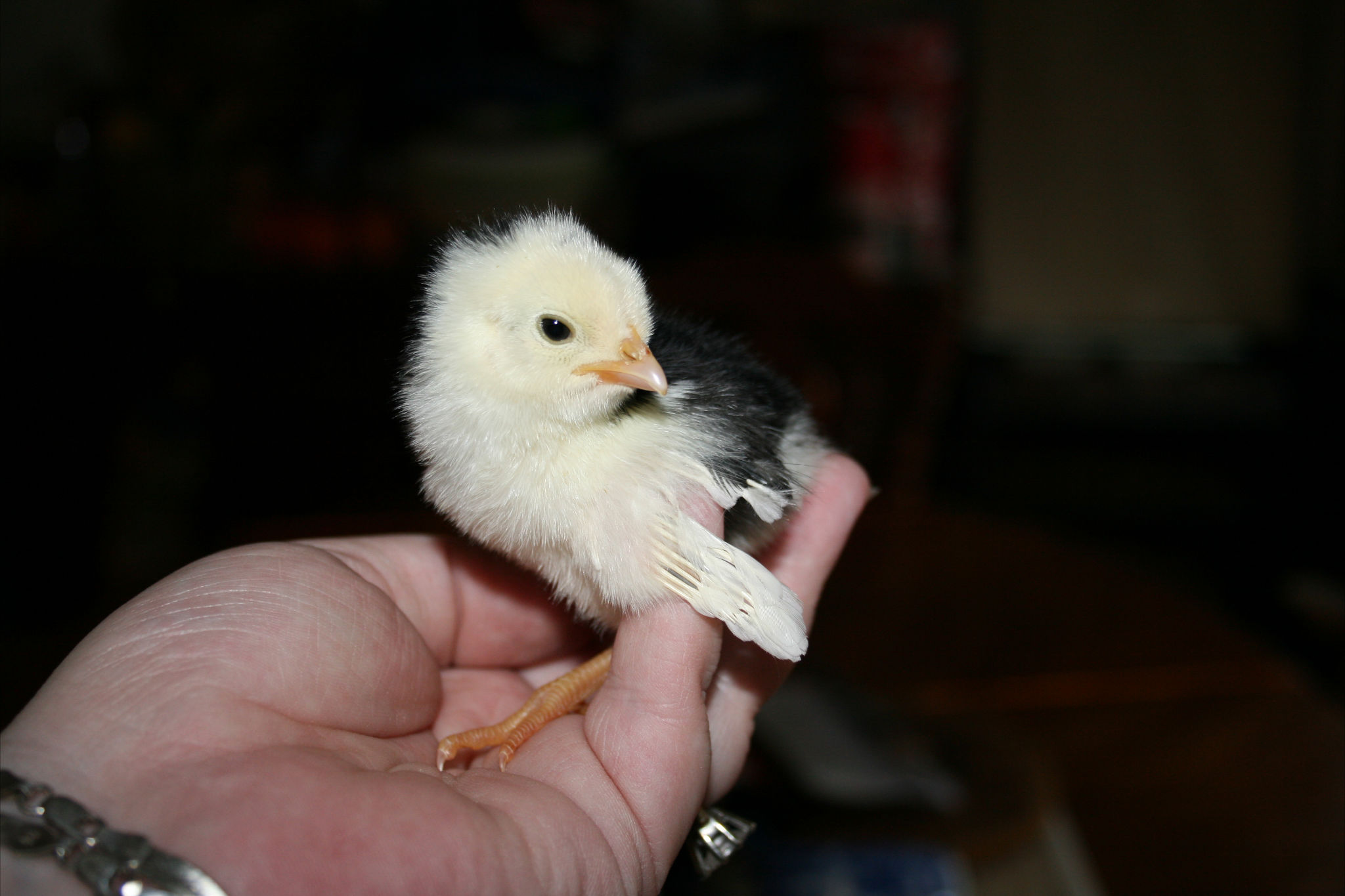 Chick 6