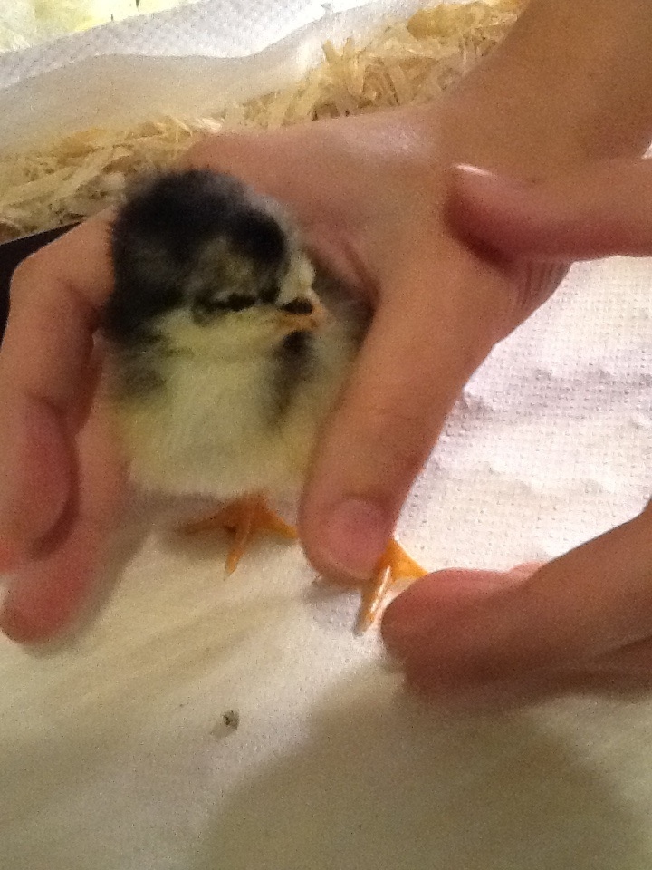 Chick 6
