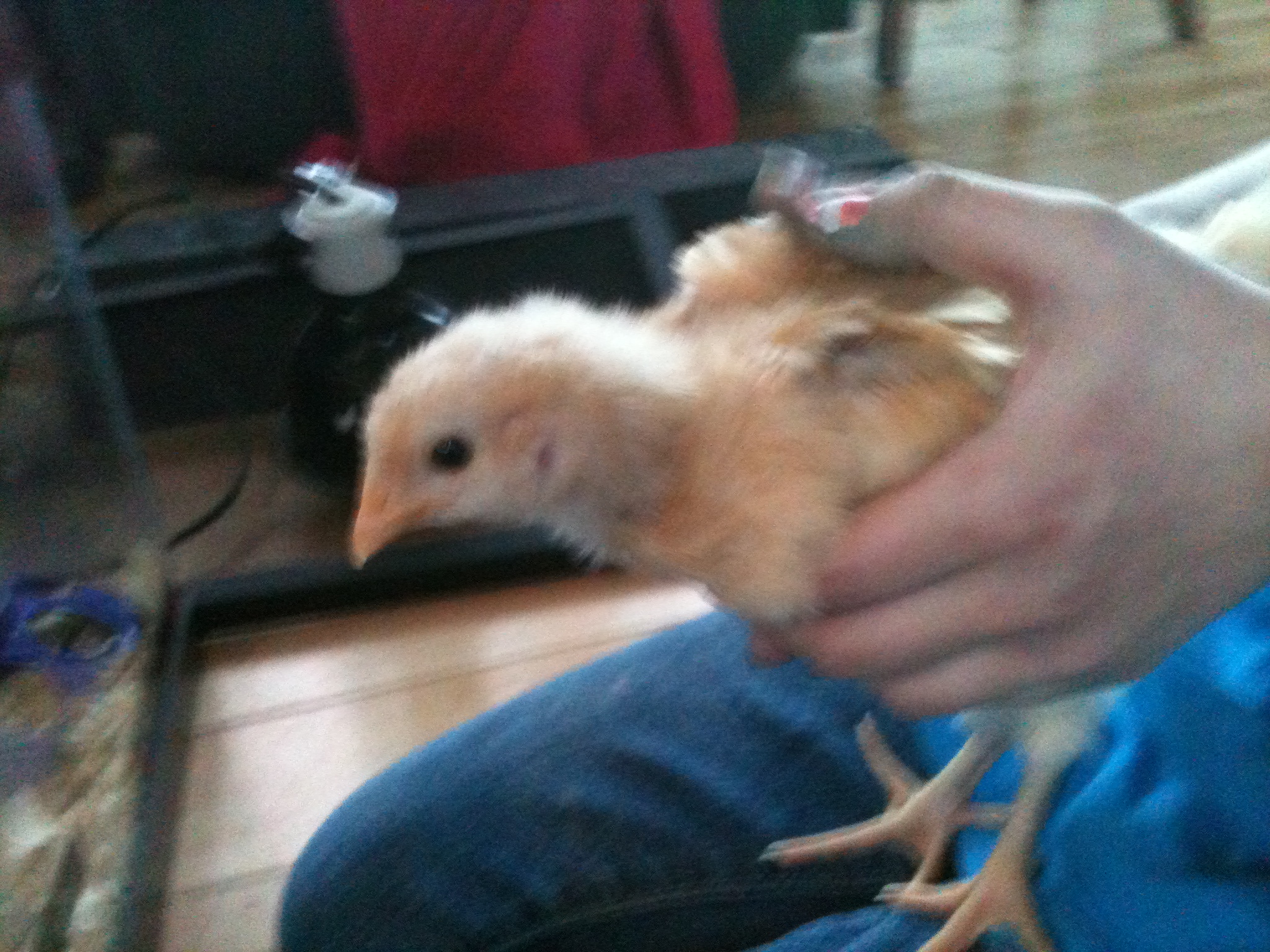 chick #6