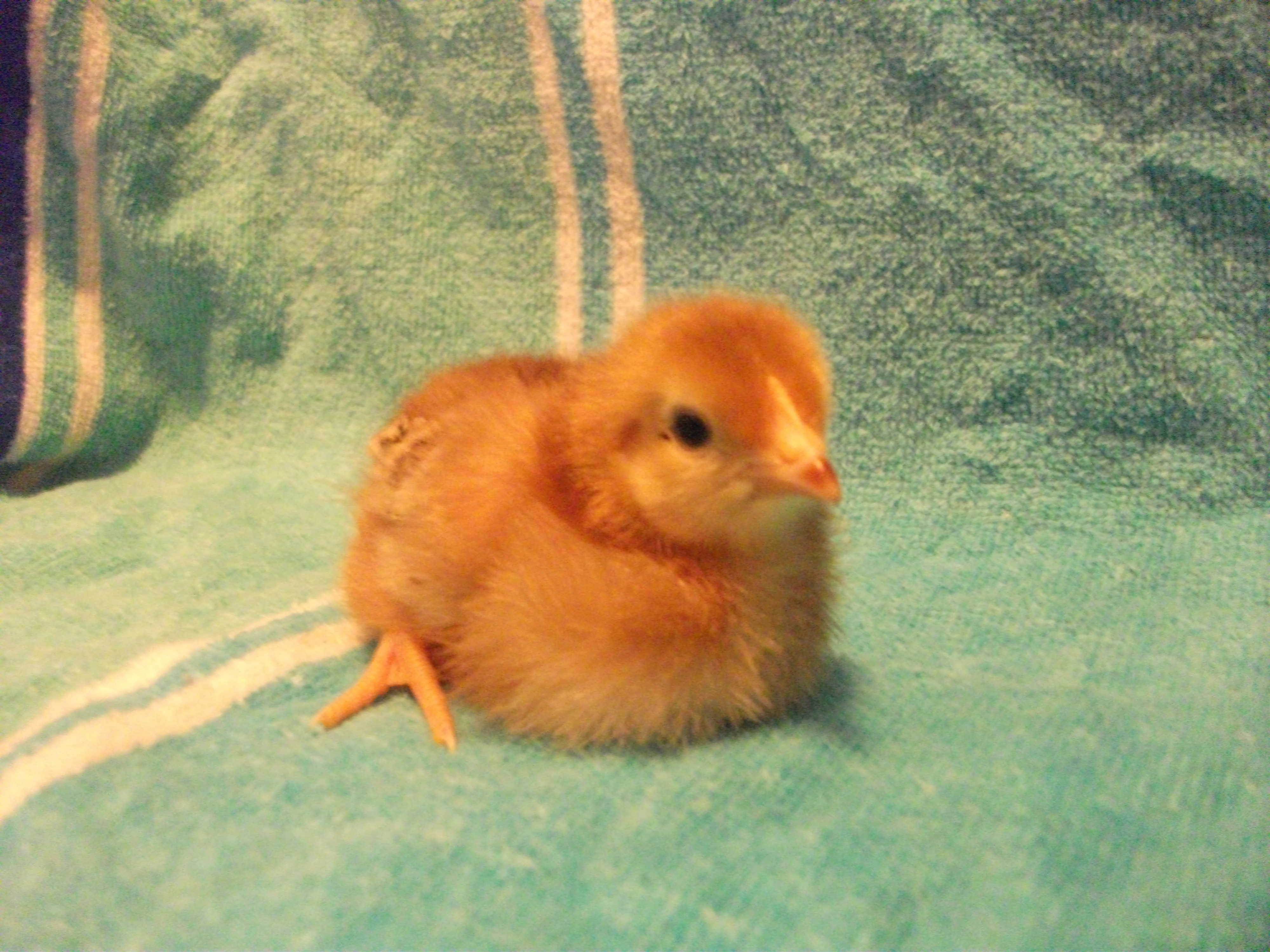 Chick 6