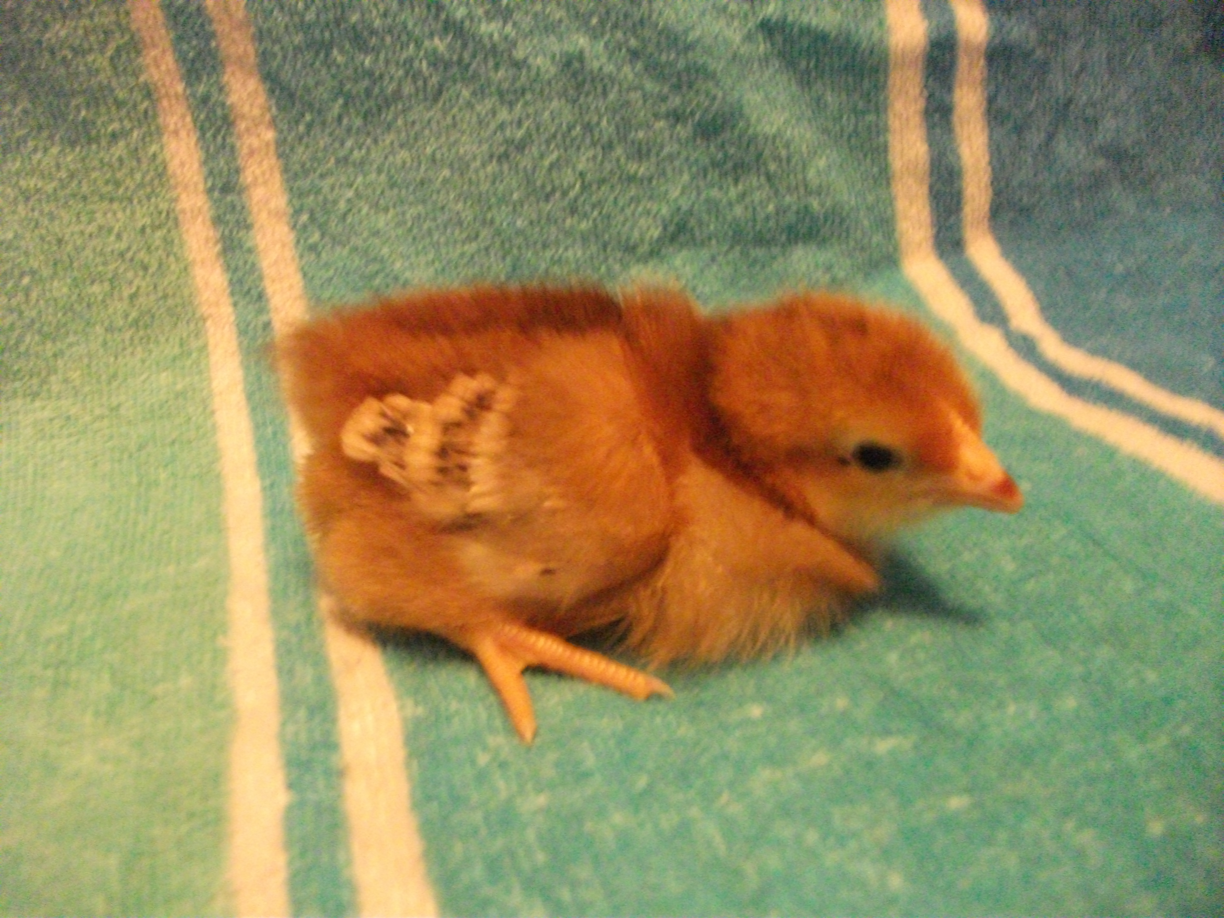 Chick 6