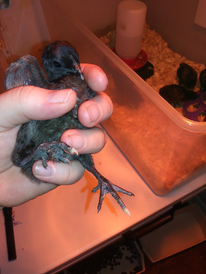 Chick #6