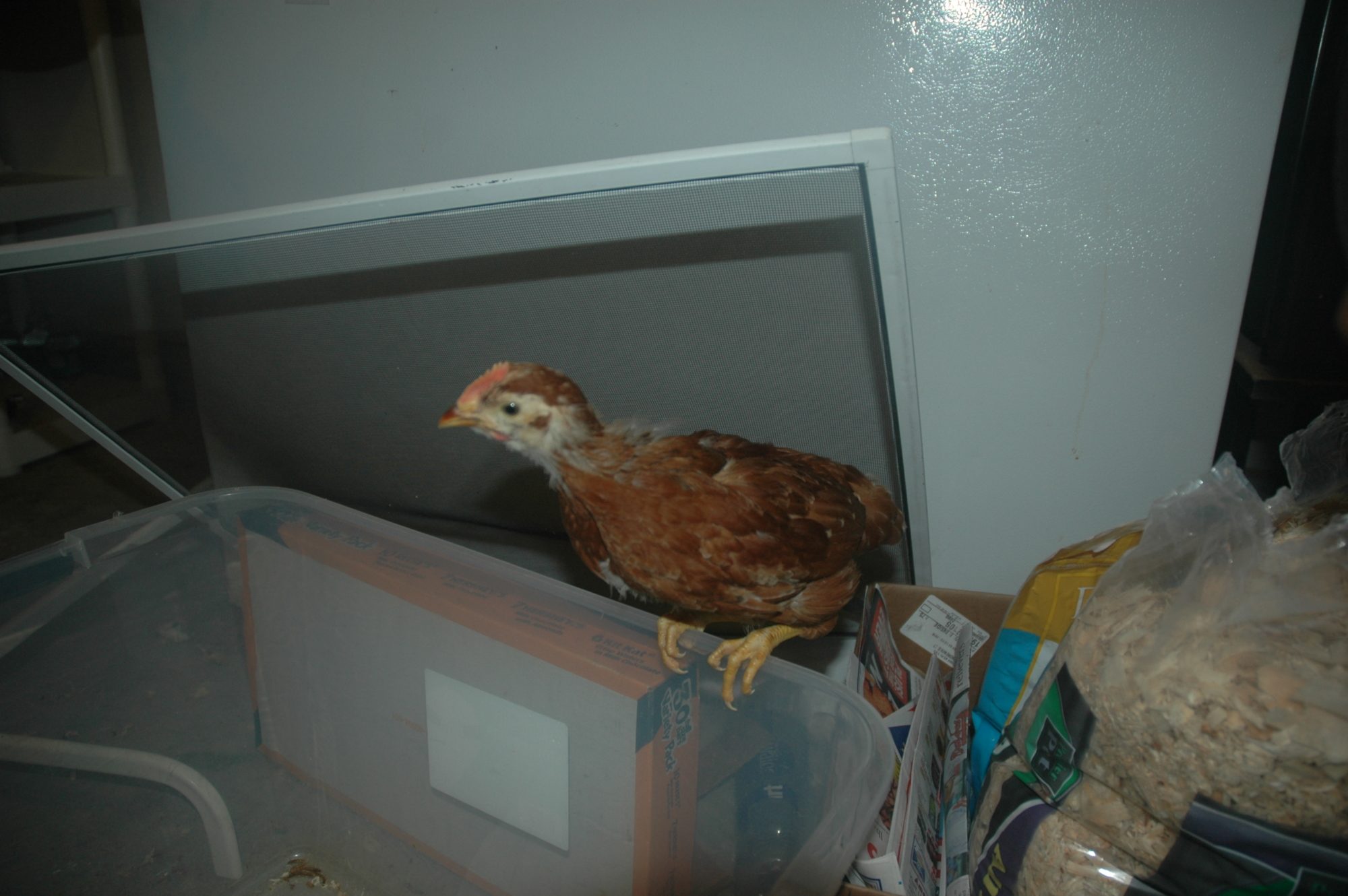 Chick 6b: Check out that wattle and comb!