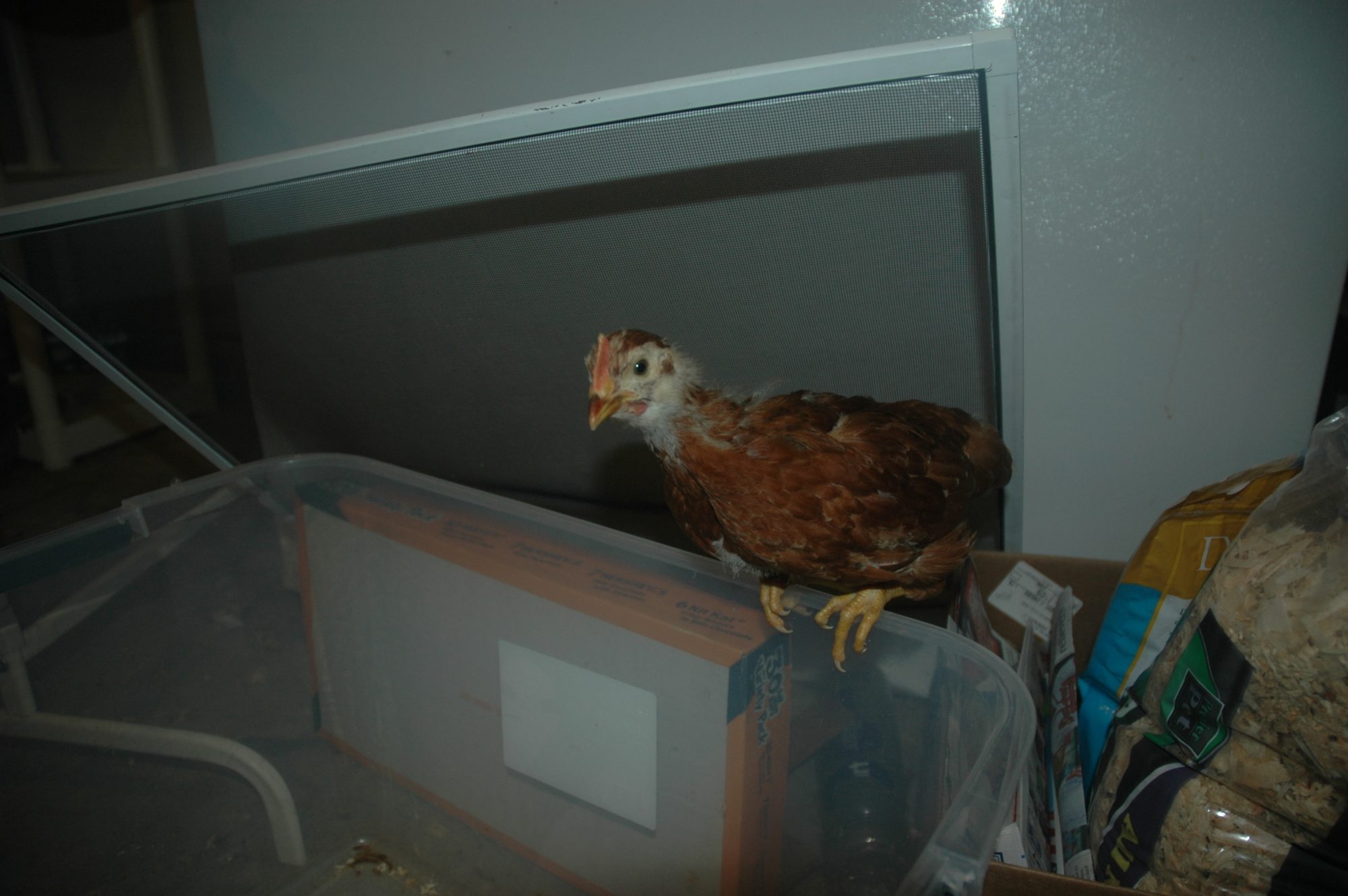 Chick 6c
