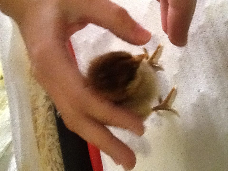 Chick 7