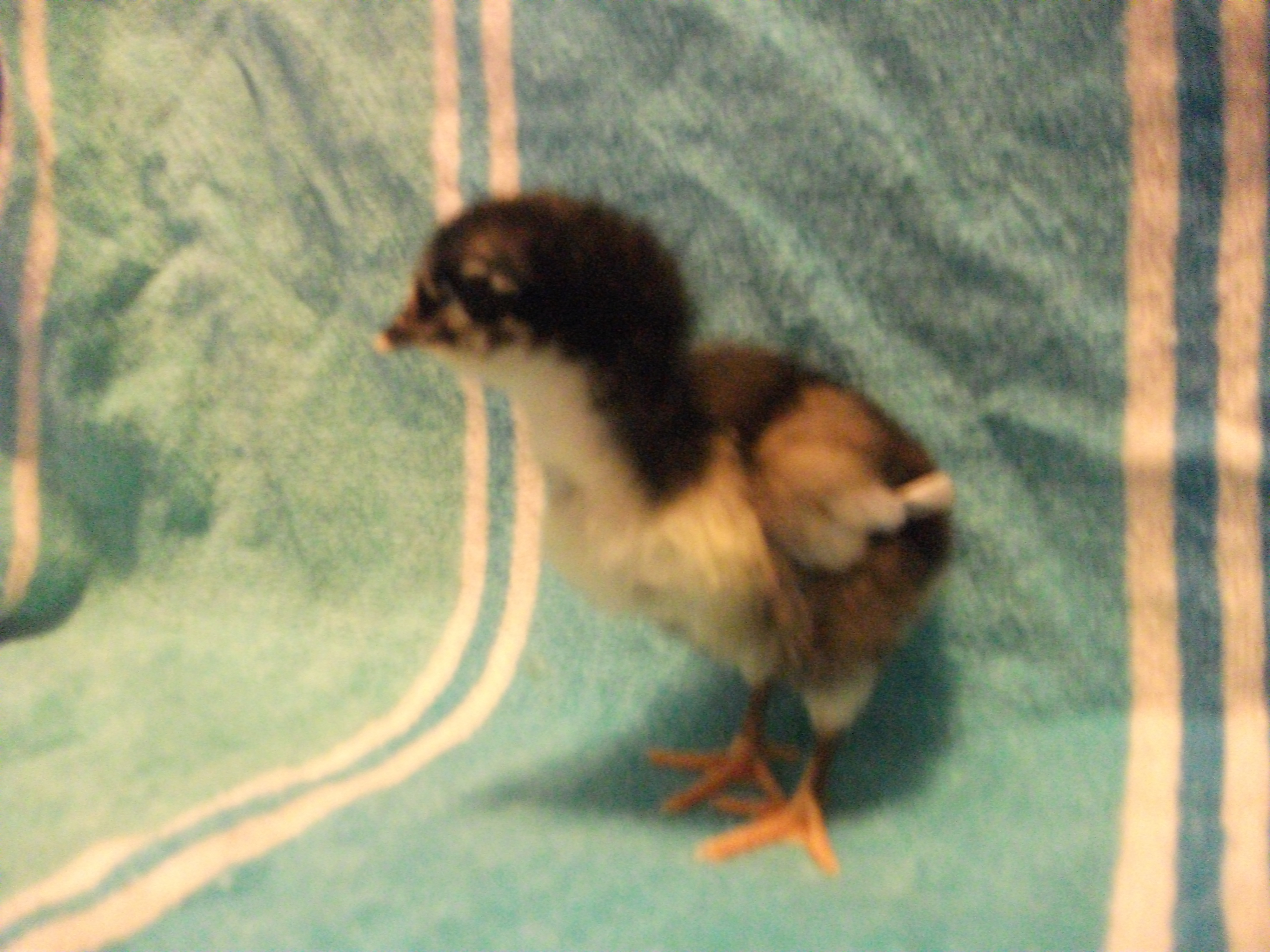 Chick 7