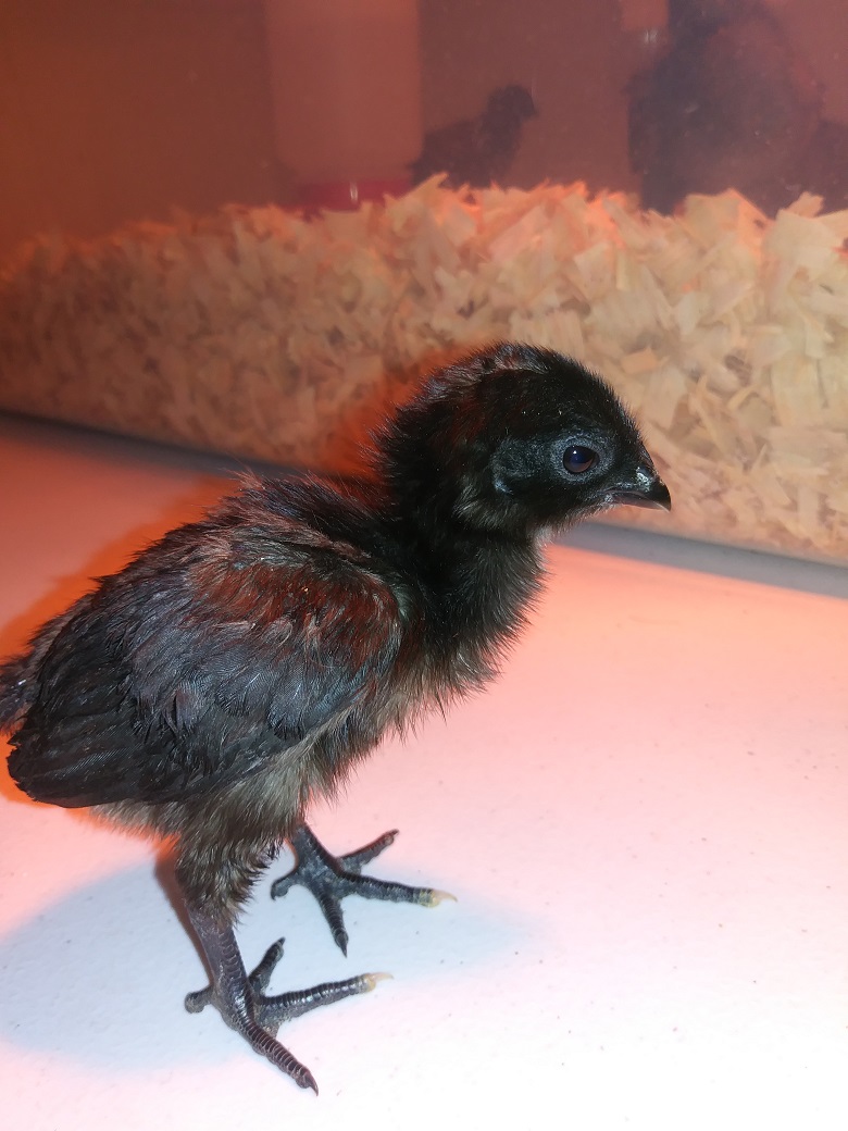 Chick #7