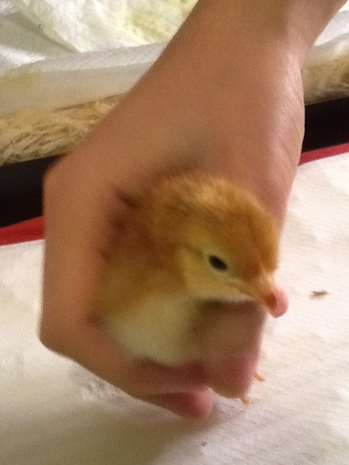 Chick 8