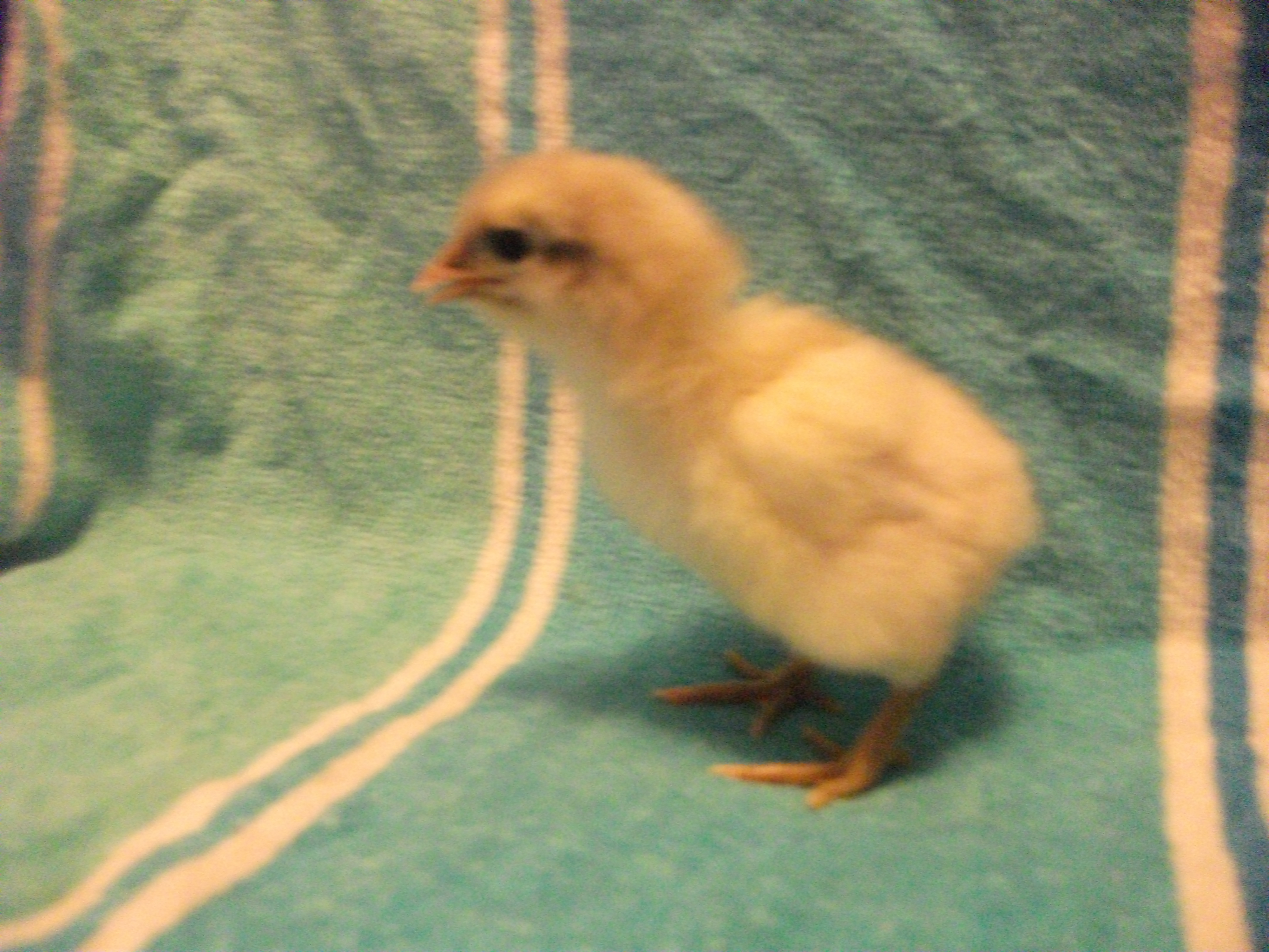 Chick 8