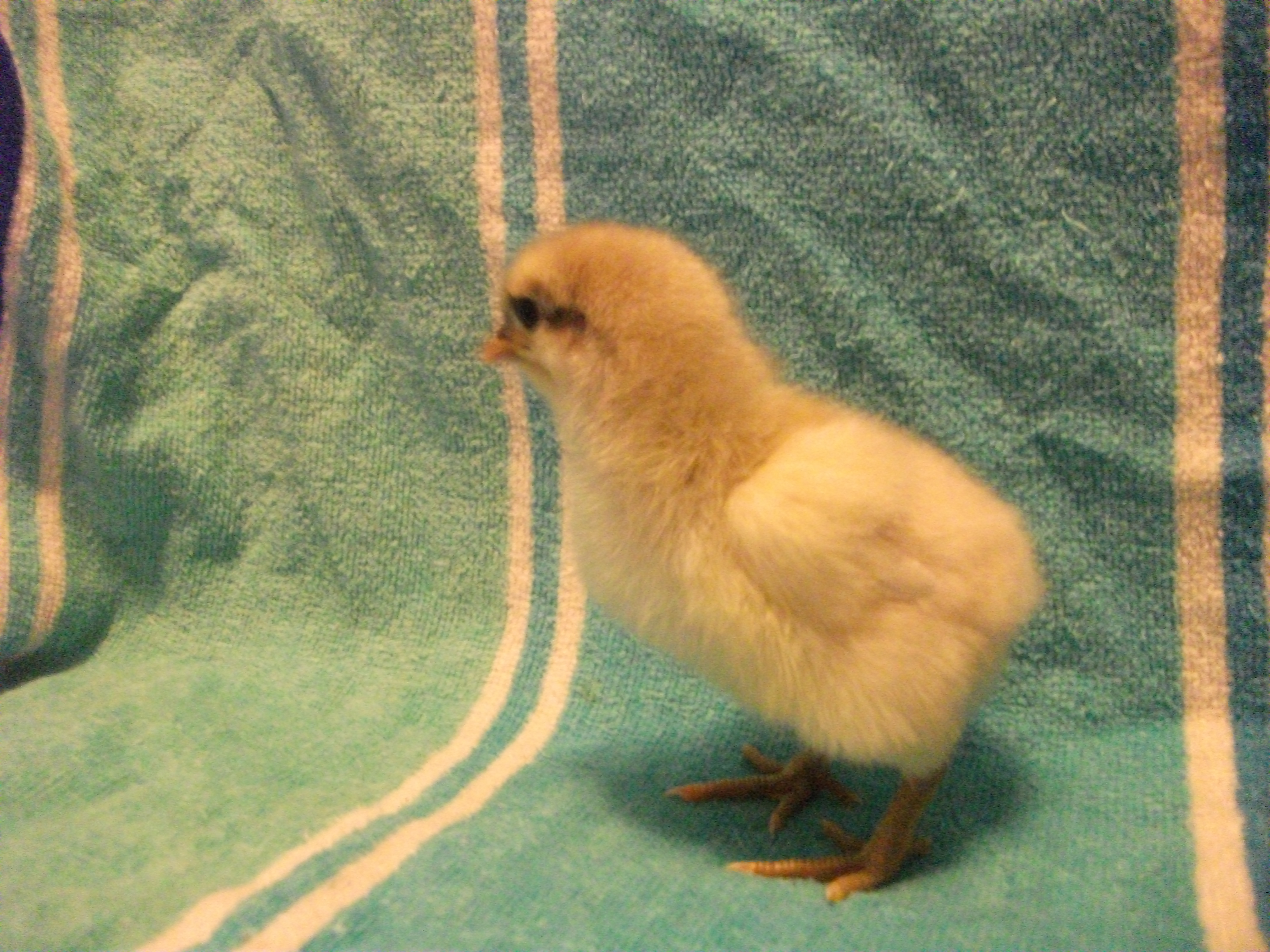Chick 8