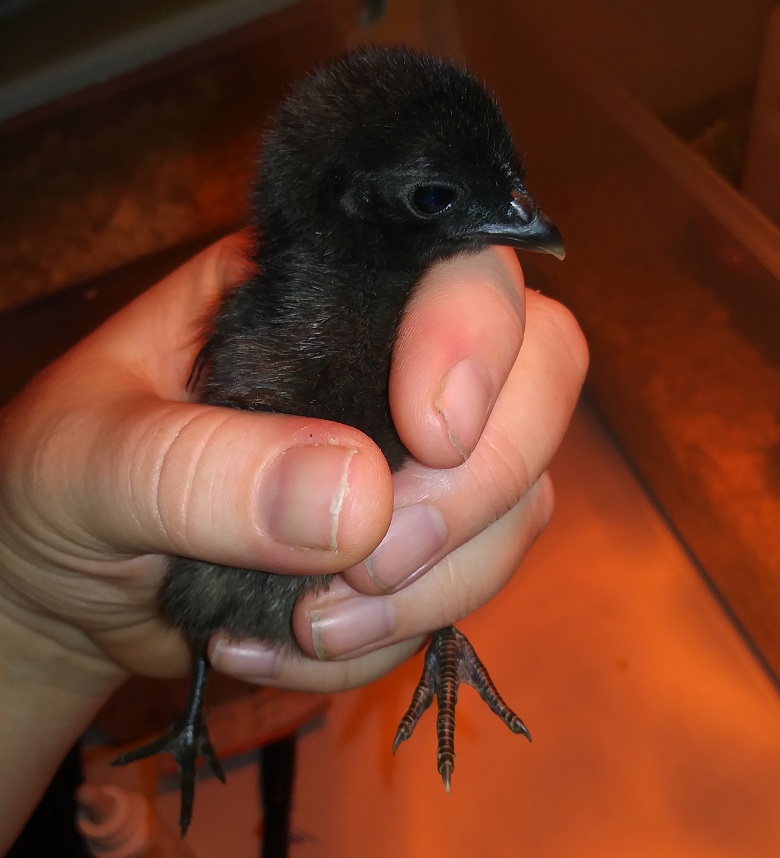 Chick #8