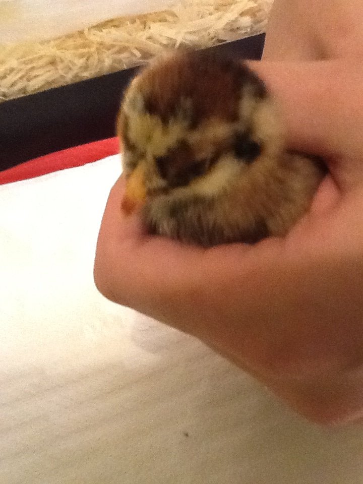 Chick 9