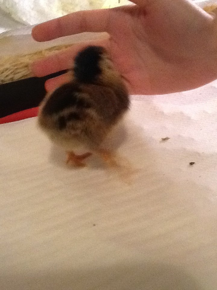 Chick 9