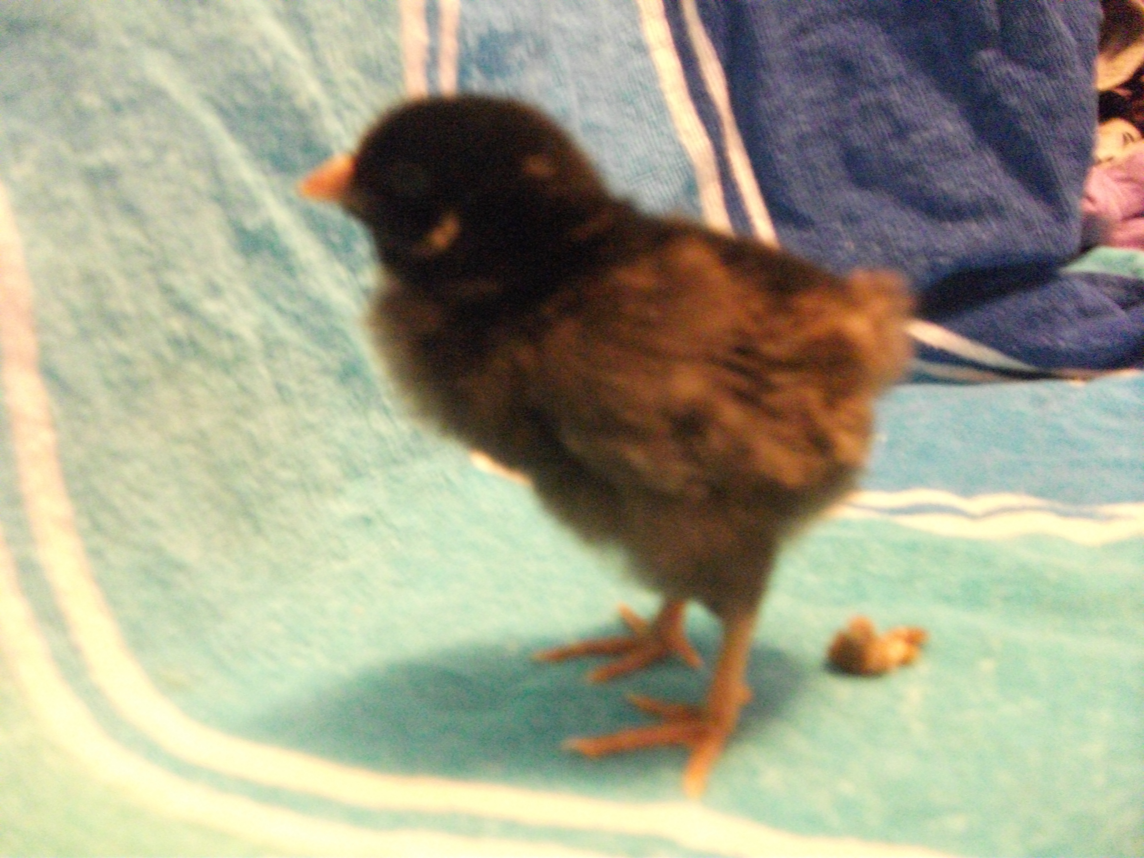 Chick 9