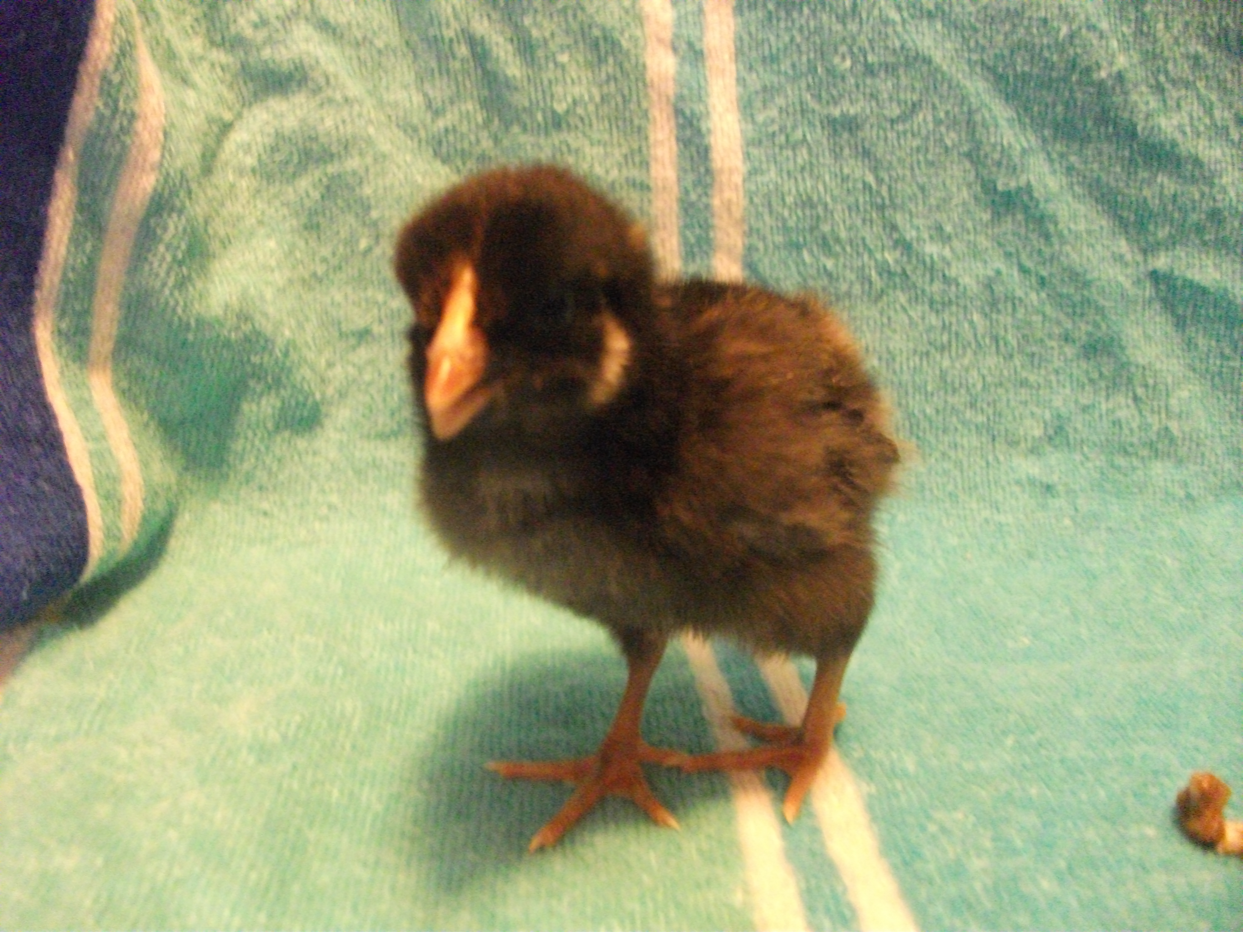 Chick 9