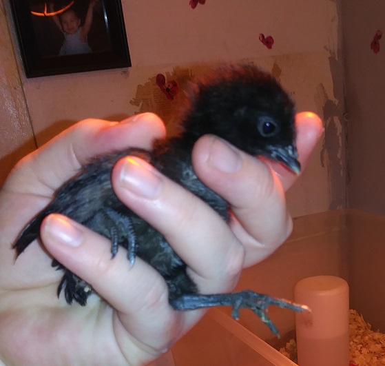 Chick #9
