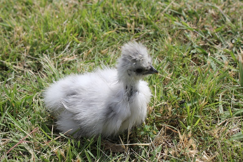 Chick A (cull)
5 weeks