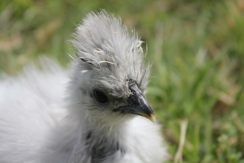 Chick A (cull)
5 weeks