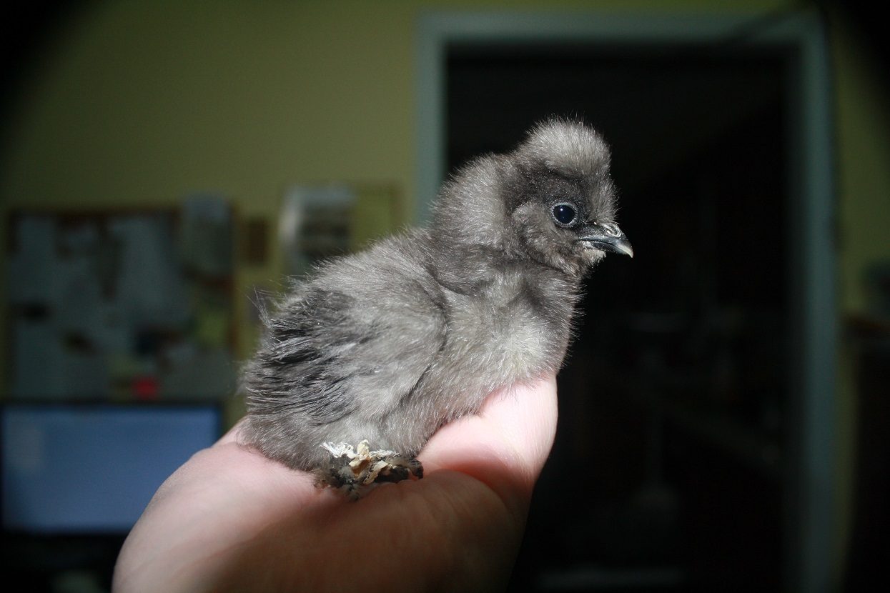 Chick A: Littlest one, such a darling.