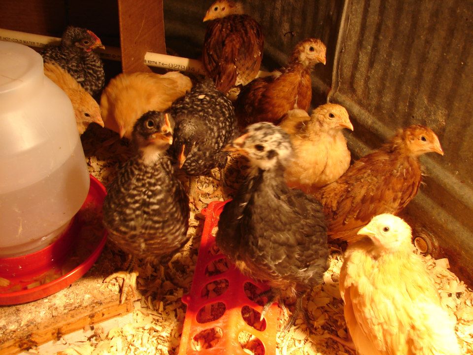 Chick are getting anxious and outgrowing the tub.