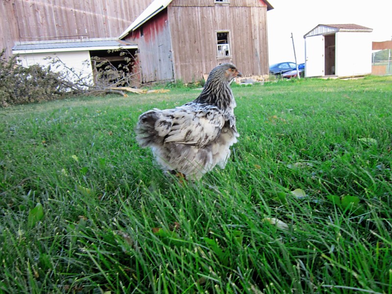 Chick at 8 weeks