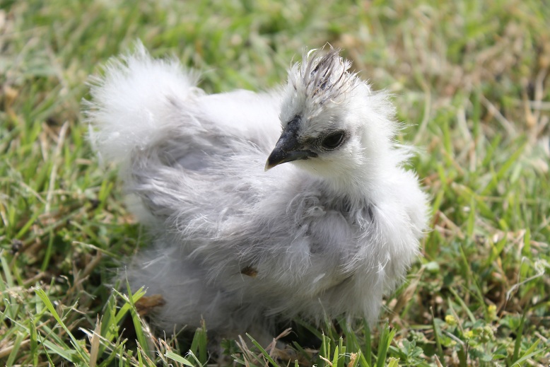 Chick B (cull)
5 weeks