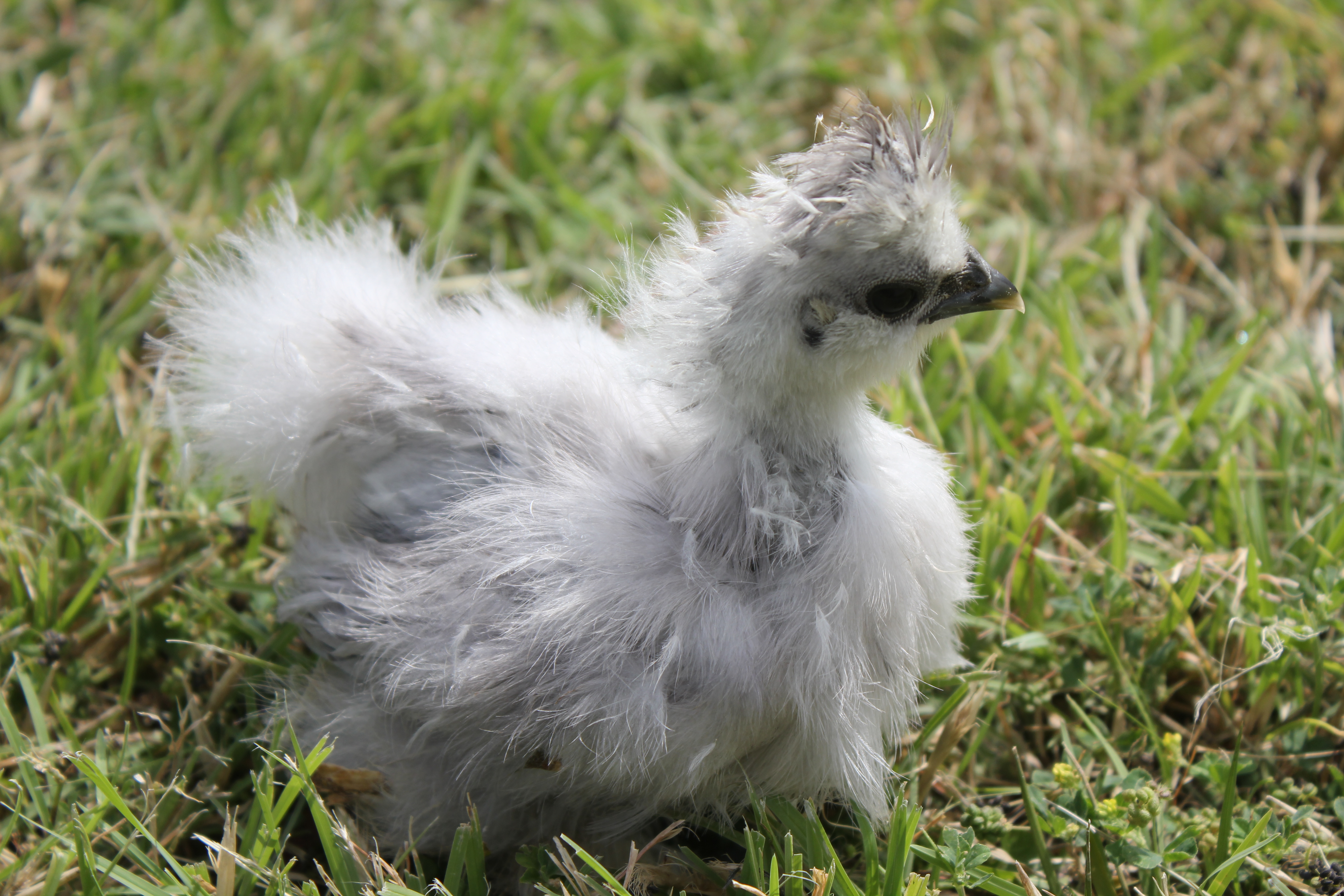 Chick B (cull)
5 weeks