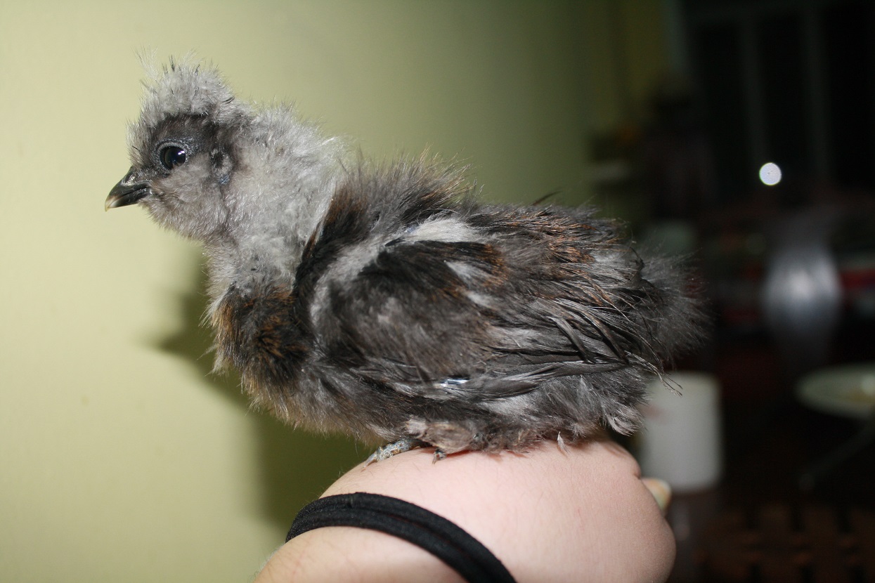 Chick B -- seems to have some partridge in it? Can't wait to see how it develops.