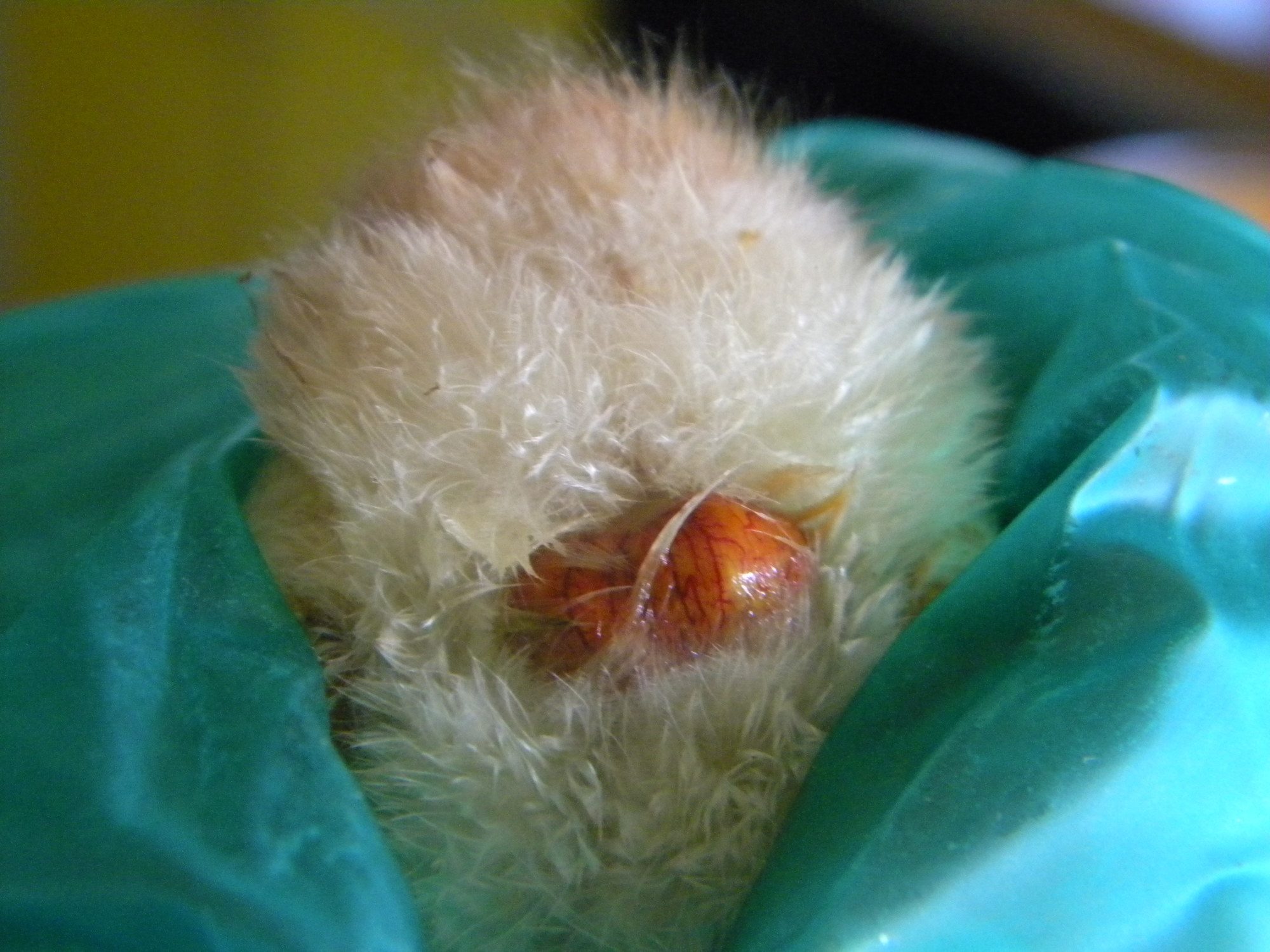 chick bottom