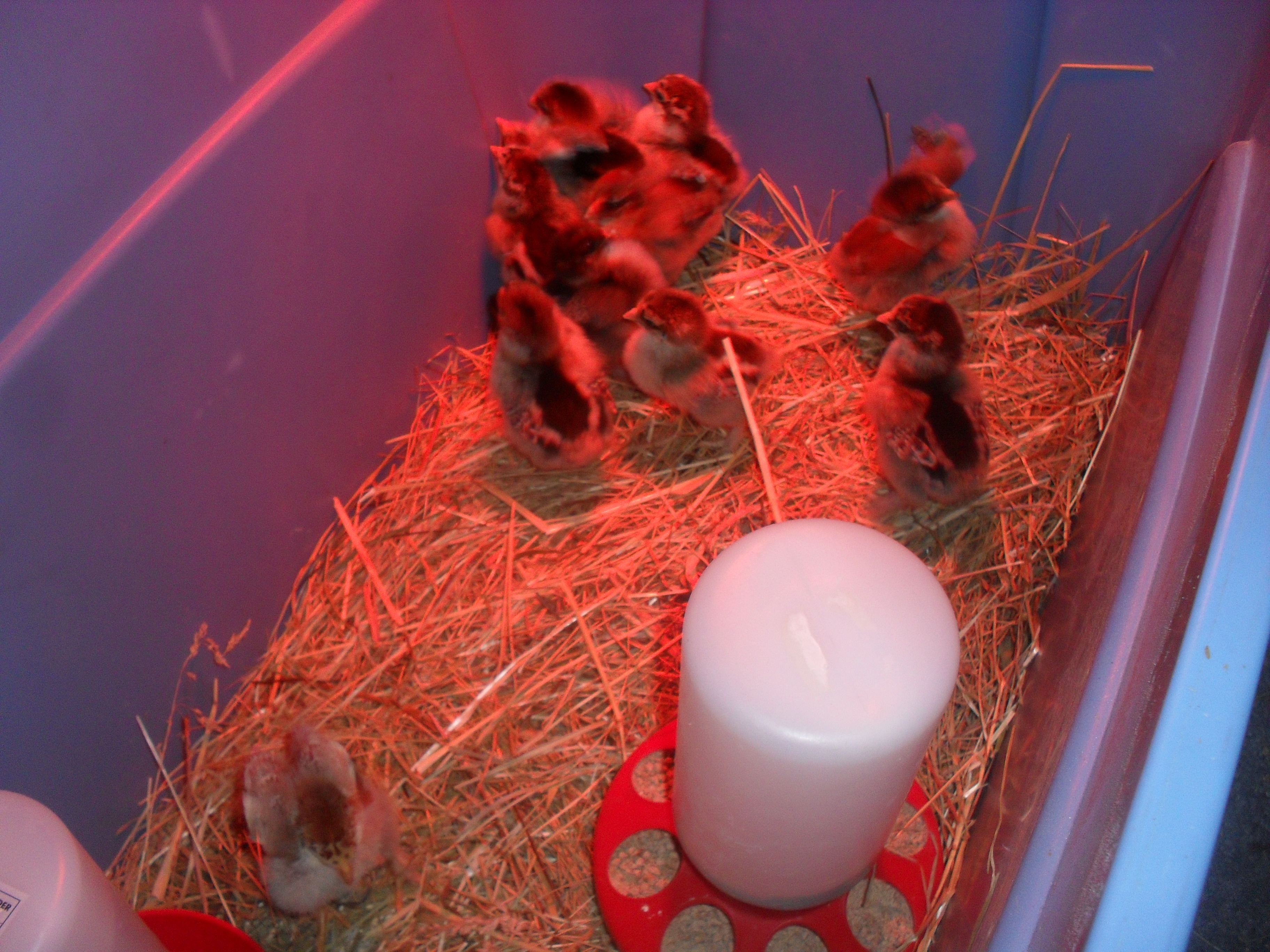 chick brooder