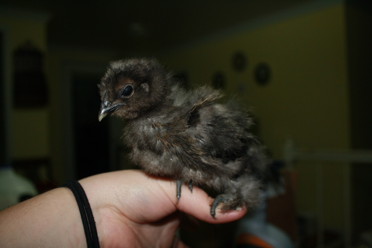Chick C: also seems to have partridge in it.  Partridges are my favorite so it's fine with me!
