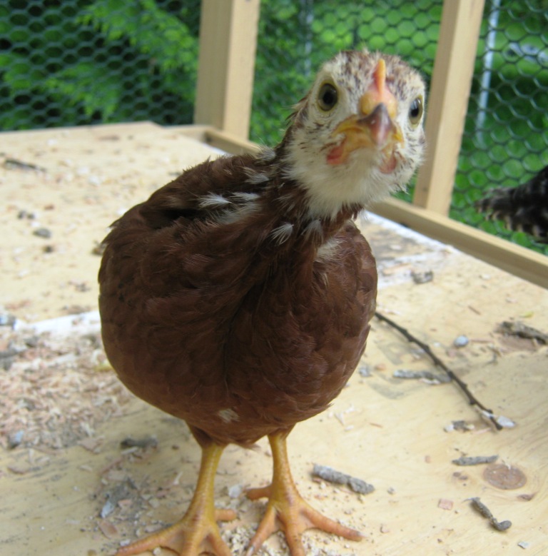 Chick checking out her new digs while we were building the coop.