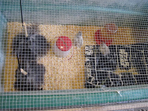 Chick Crib