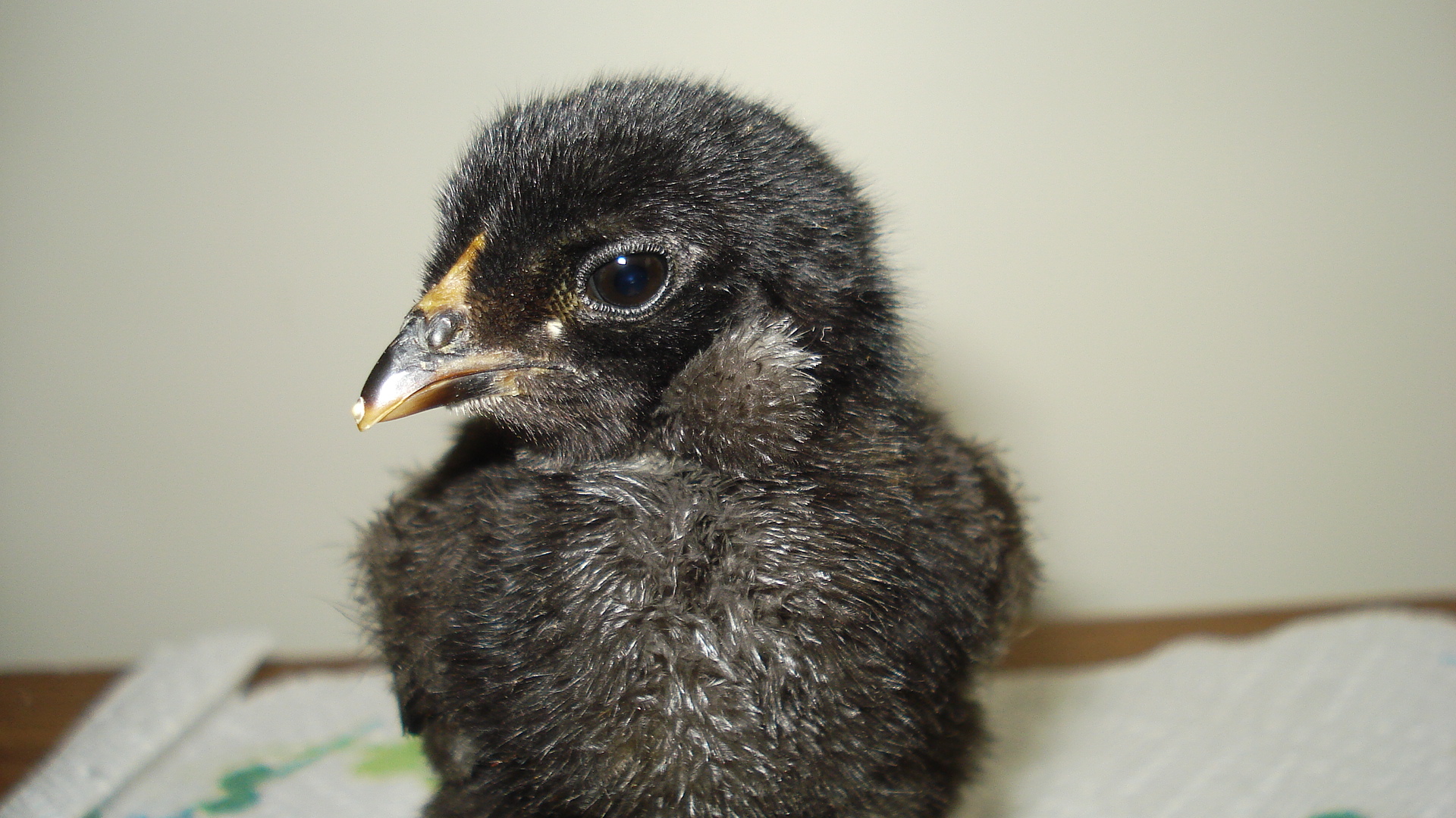Chick from eggs due 6/5/12