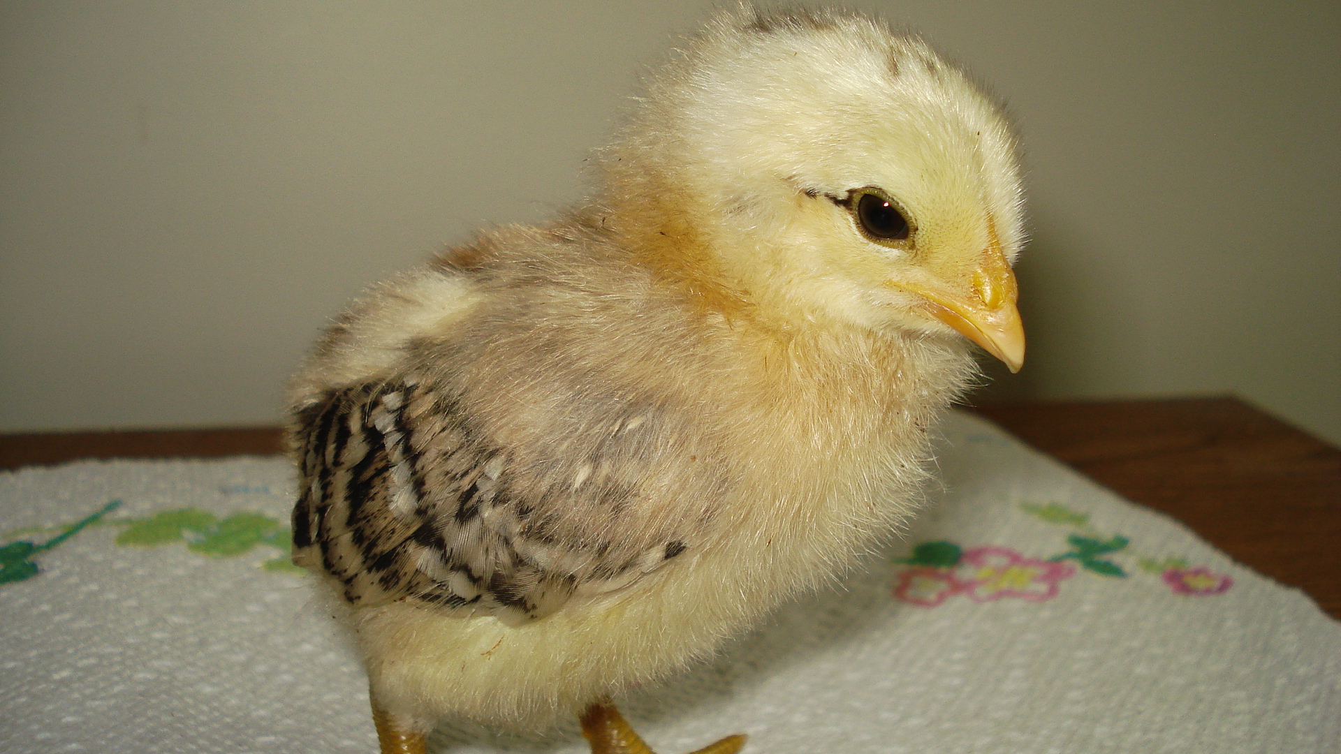 Chick from eggs due 6/5/12