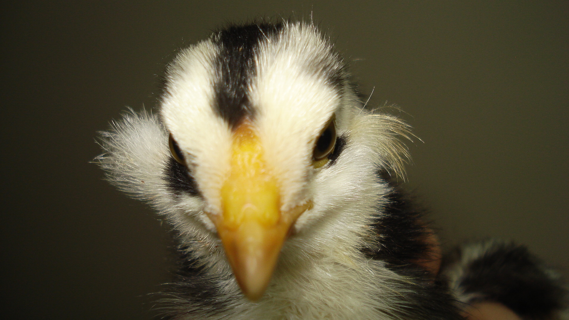 Chick from eggs due 6/5/12