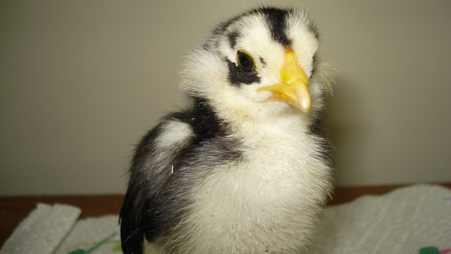 Chick from eggs due 6/5/12
